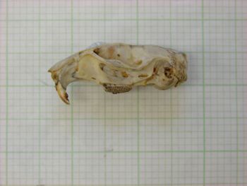 Media type: image;   Mammalogy 22539